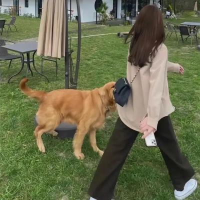 皮图尼亚一家